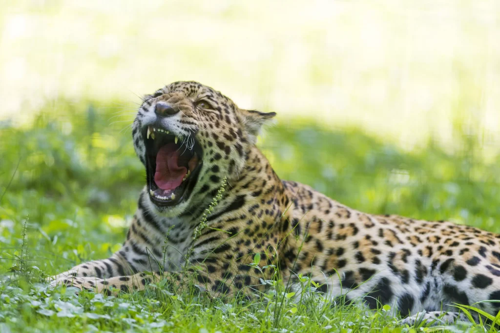 Top 15 Quietest Animals In Wildlife Pictures top-15-quietest-animals-in-wildlife-pictures