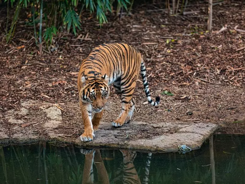 Bengal Tiger