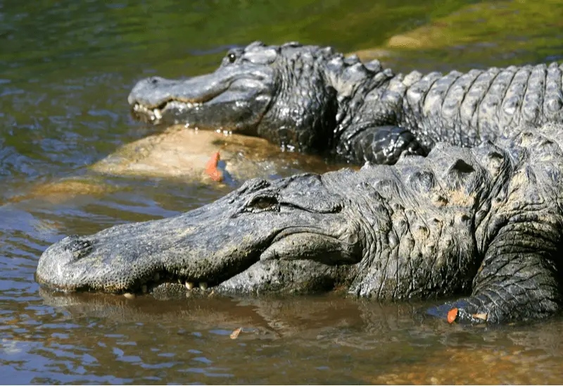 Can Alligators Climb Trees? [Surprise! Yes They Can!]