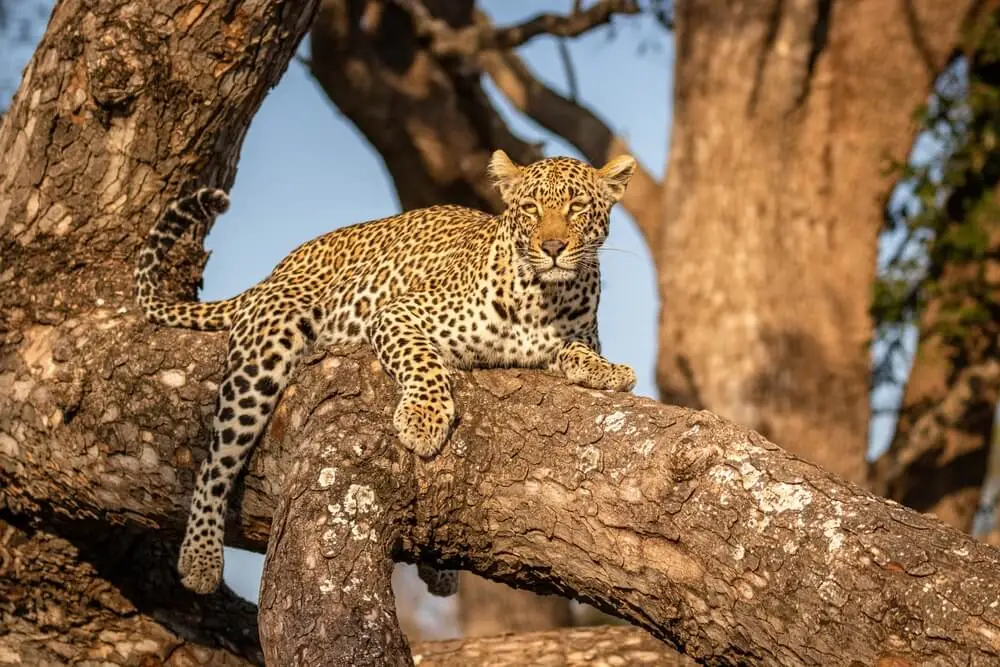 Leopard In A Tree