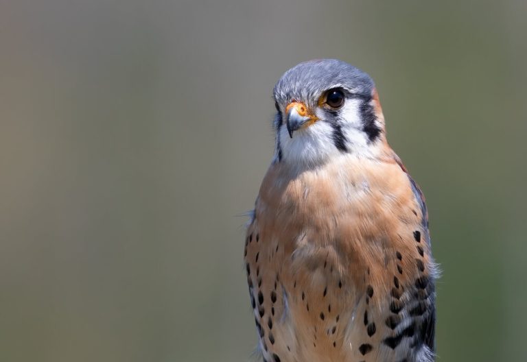 18 Facts About American Kestrels