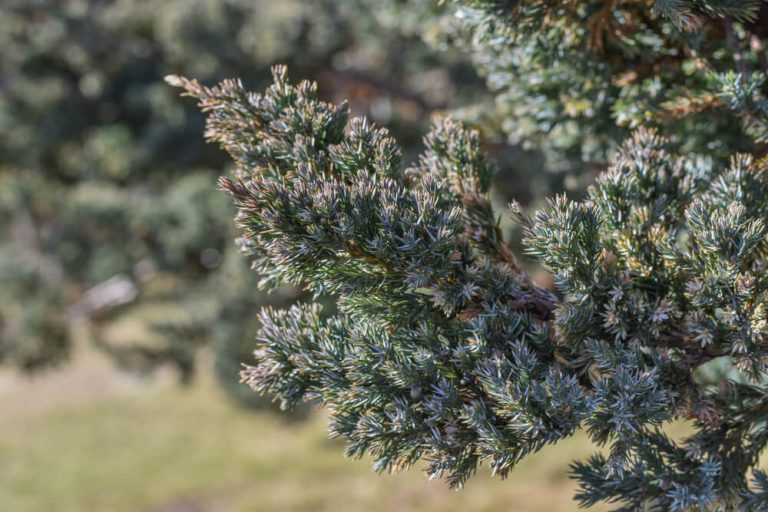 9 Types Of Pine Trees In Arizona (With Pictures)