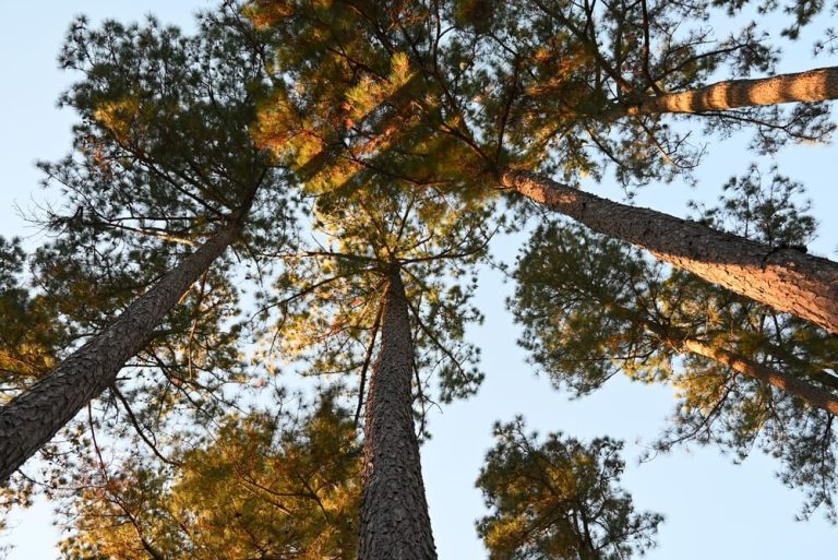 6 Types Of Pine Trees In Alabama (Pictures)