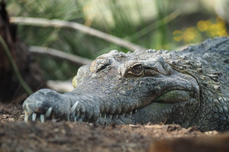 6 Examples Of Animals Similar To Alligators (Pictures)