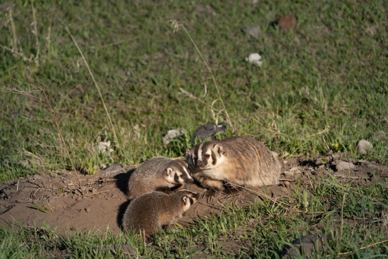 European Badger Vs. American Badger [10 Differences & ID]