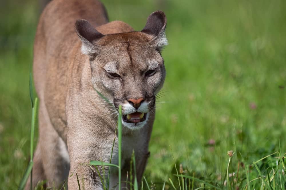 Mountain Lion Population By State 2023 Data Statistics   Cougar On Grass Close Up 