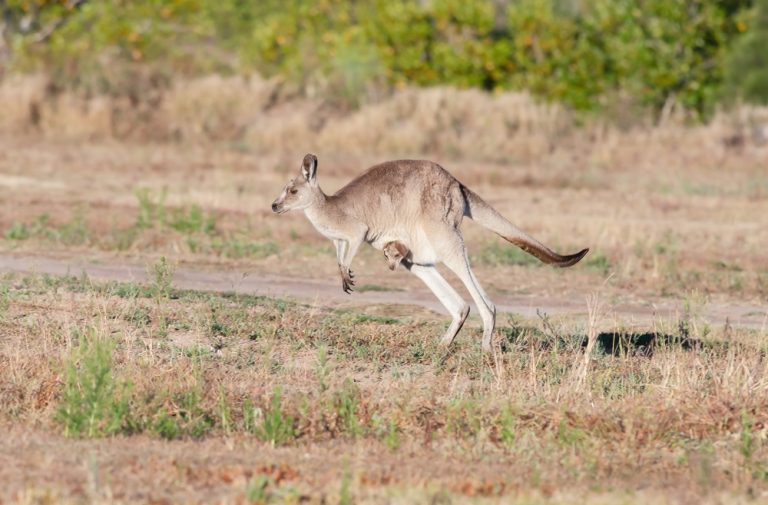 How High Can Kangaroos Jump? (Examples & Comparison)