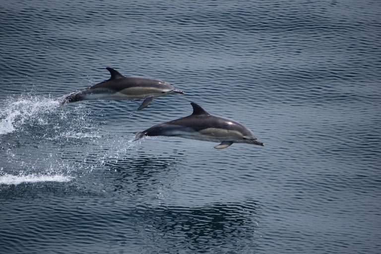 How High Can Alligators Jump?