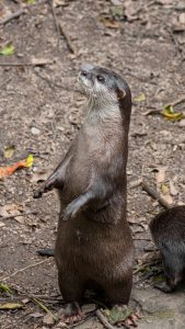 Do Otters Lay Eggs? No! (Here’s What They Do)