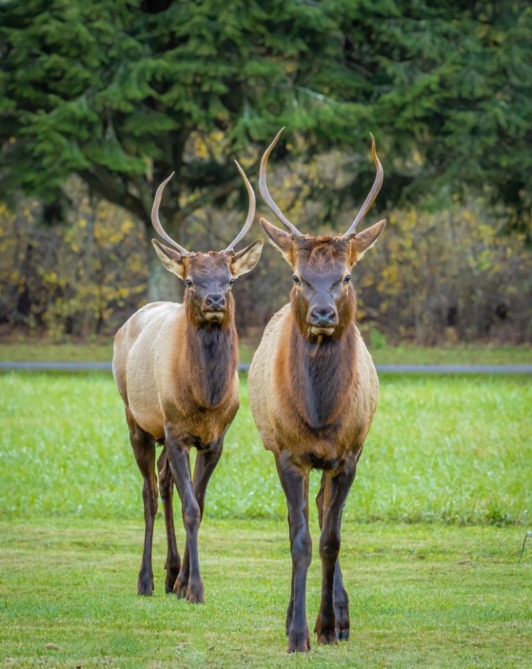 11 Different Types of Elk (American & Asian)