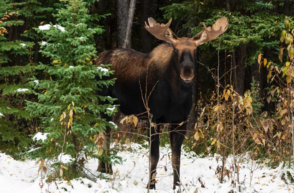 the-7-most-dangerous-animals-in-alaska-with-photos