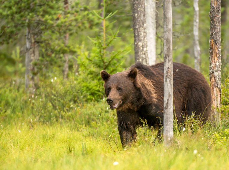 Do Bears Eat Deer? [Answer Explained]