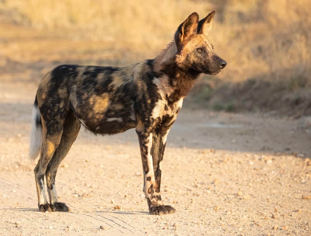 are hyenas related to cats or dogs