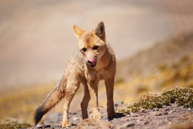 16 Animals Like Foxes