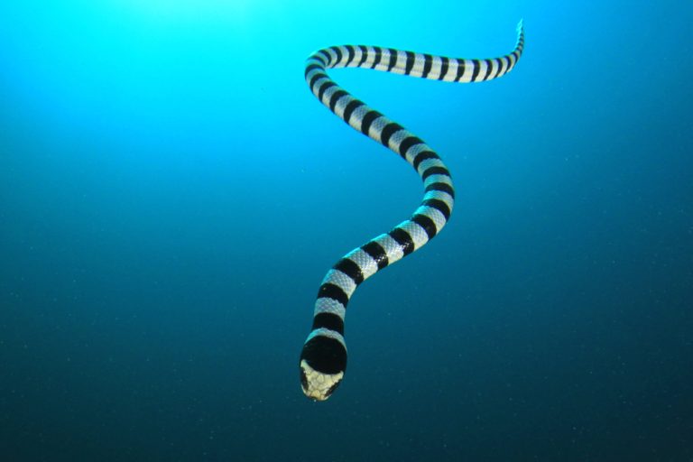 The 8 Most Dangerous Animals In New Zealand (With Images)