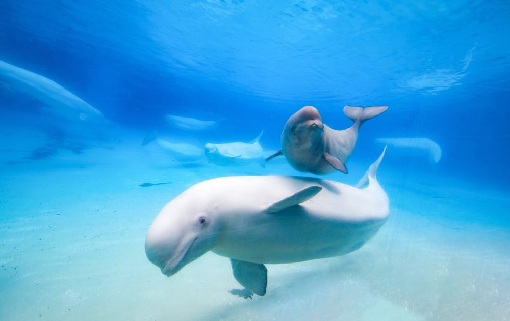 The 10 Types Of Animals Like Manatees (With Photos)