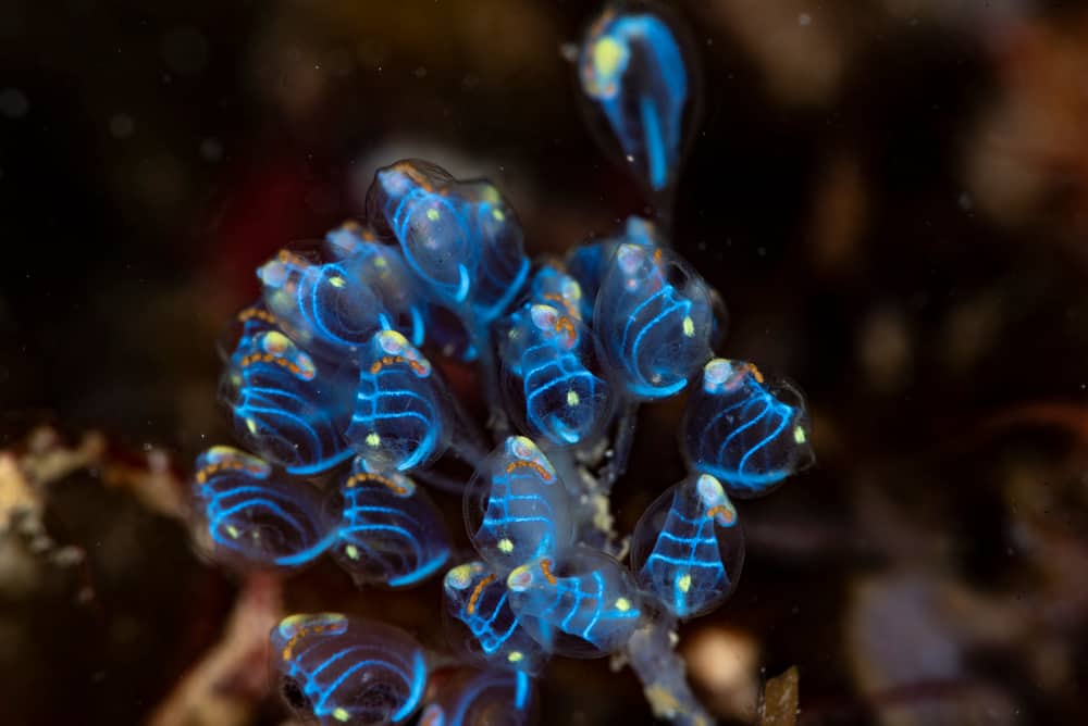 How Do Sea Squirts Protect Themselves? (They Just Don’t Taste Good!)