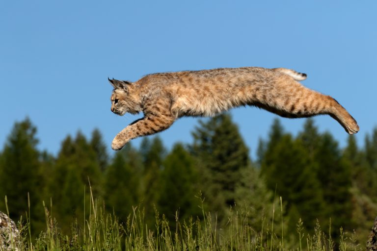 How High Can Bobcats Jump?