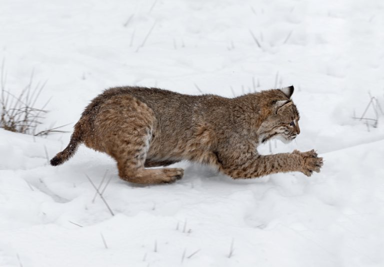 How High Can Bobcats Jump?