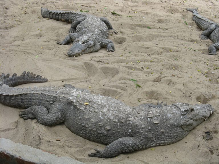 Do Crocodiles Feel Pain? (Explained)