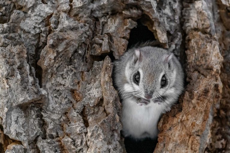 7 Examples Of Animals Like Chipmunks (Pictures)