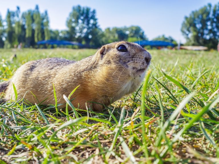 33 Examples Of Animals Like Gophers (w/ Pictures)