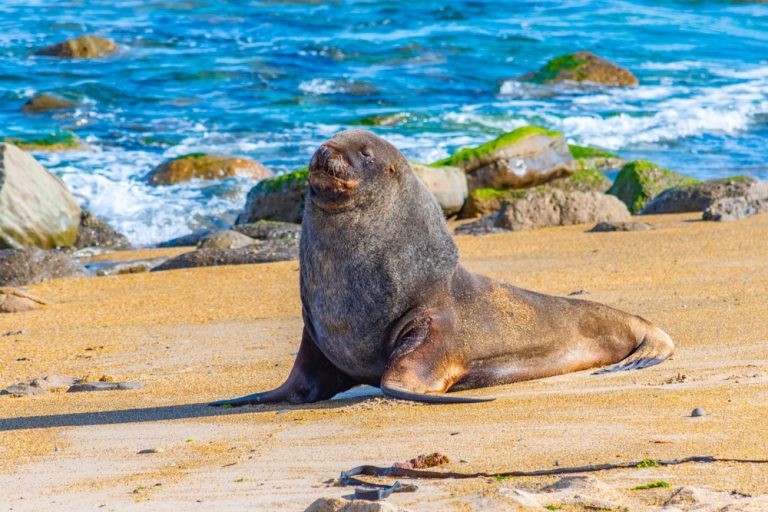 Terrific Dangerous Animals In New Zealand Pictures