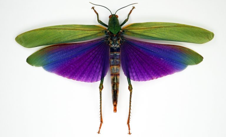 16 Types Of Insects Similar To Butterflies (With Pictures)
