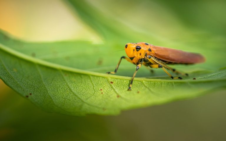 16 Types Of Insects Similar To Butterflies (With Pictures)