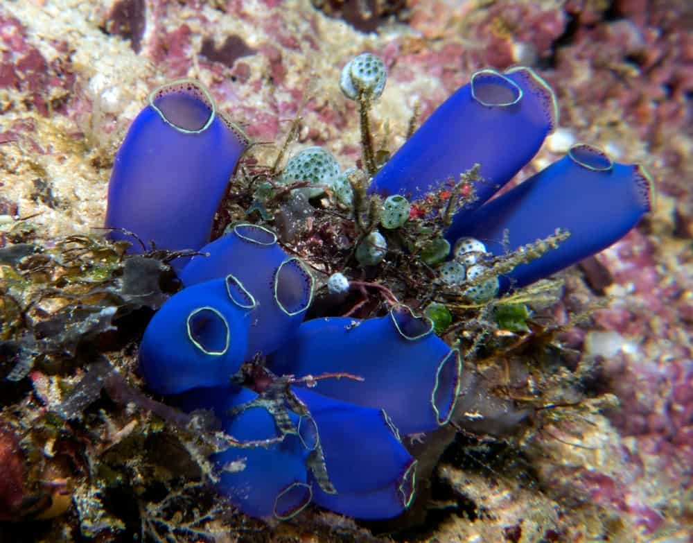 How Do Sea Squirts Protect Themselves? (They Just Don’t Taste Good!)