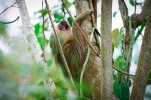 How Do Sloths Protect Themselves? (Claws And Camouflage!)