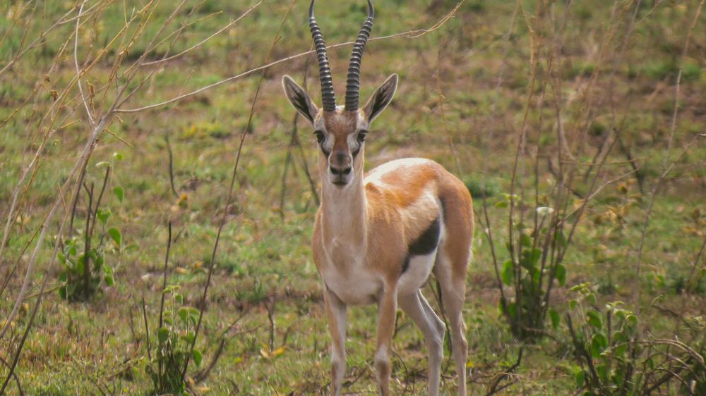 Gazelle Animal Face