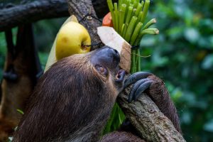 How Do Sloths Protect Themselves? (Claws And Camouflage!)